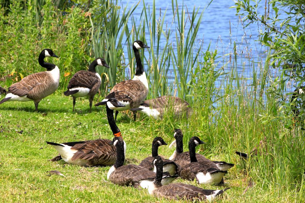 Lake Pochard Holiday Lodges South Cerney Szoba fotó